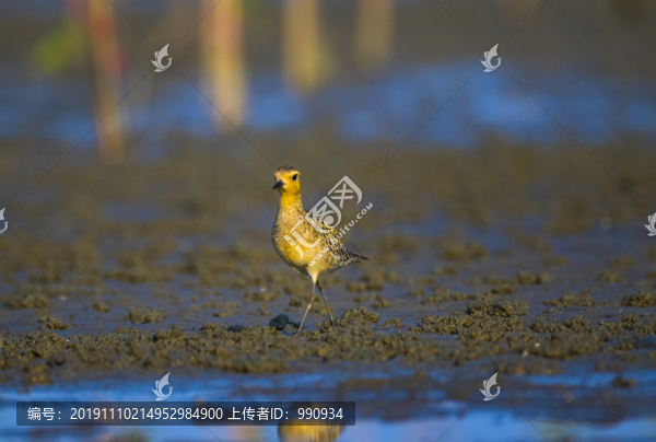 水鳥