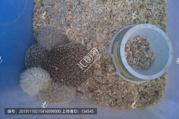 刺猬