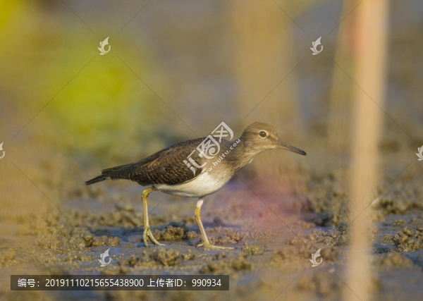 水鳥(niǎo)