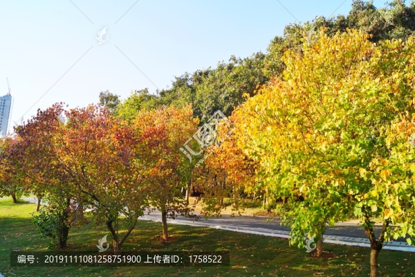 滿園秋色