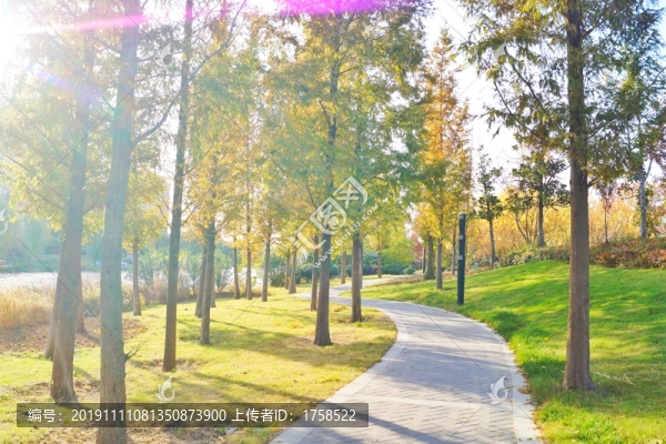 公園森林秋色