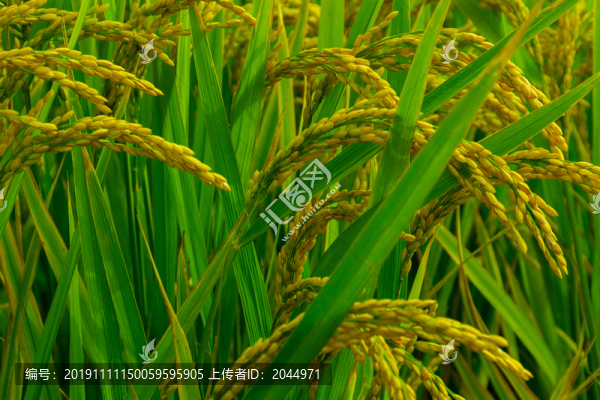 稻谷