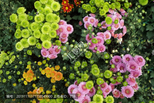 多種顏色的菊花