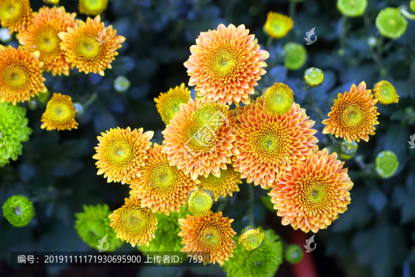 菊花