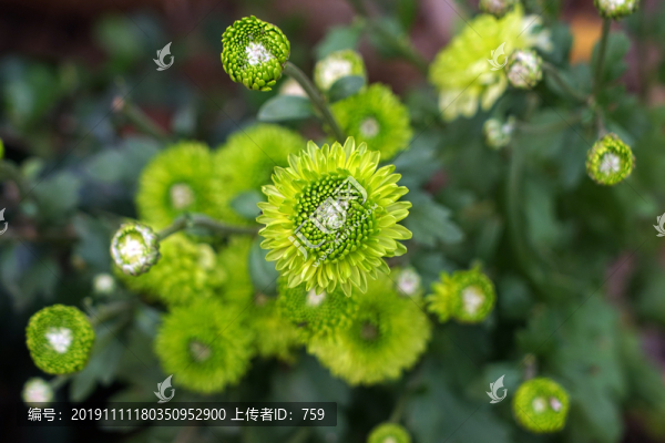 綠菊花