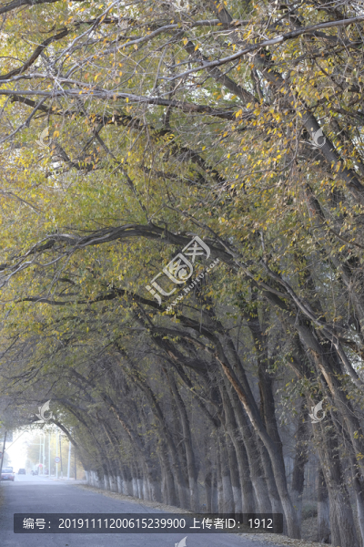 林蔭路