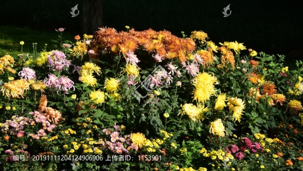 菊花展