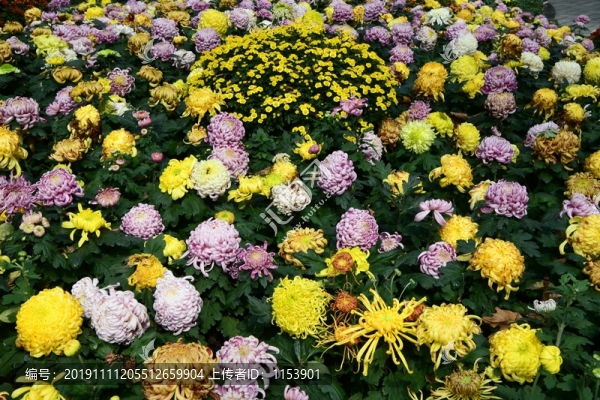 菊花