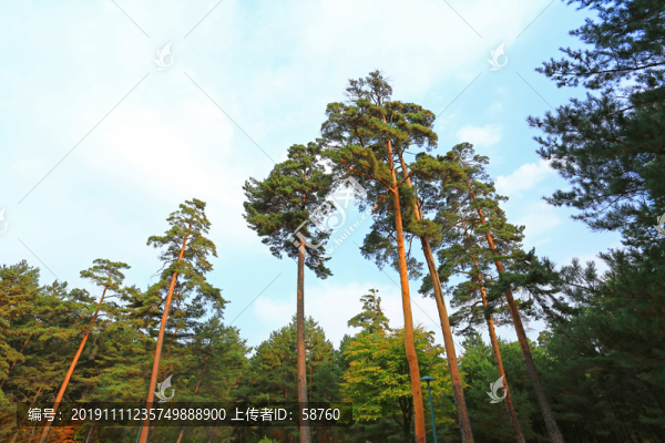長(zhǎng)白山紅松林