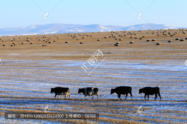 雪原牧場(chǎng)牛群