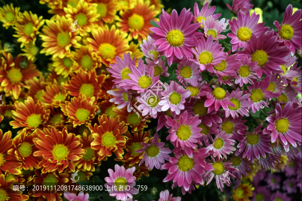 菊花