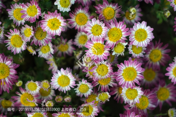 菊花
