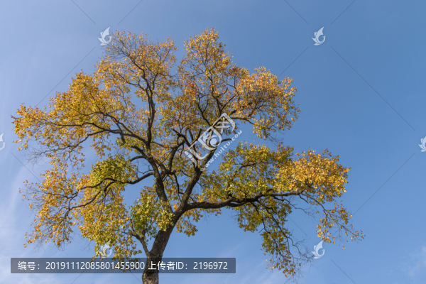 黃葉樹