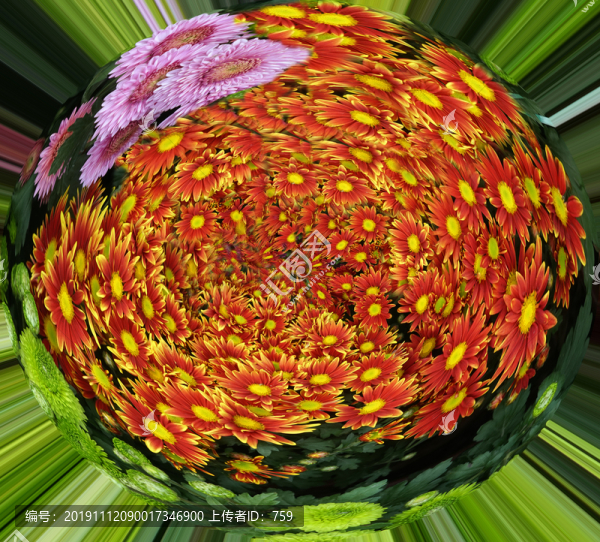 菊花