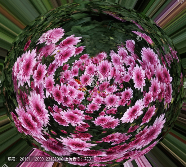 菊花圓形
