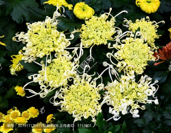 菊花