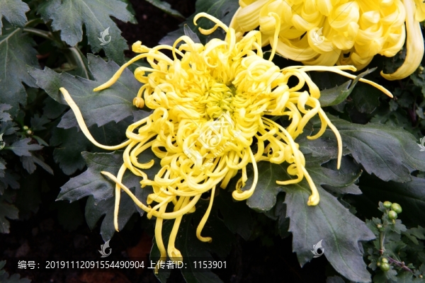 菊花