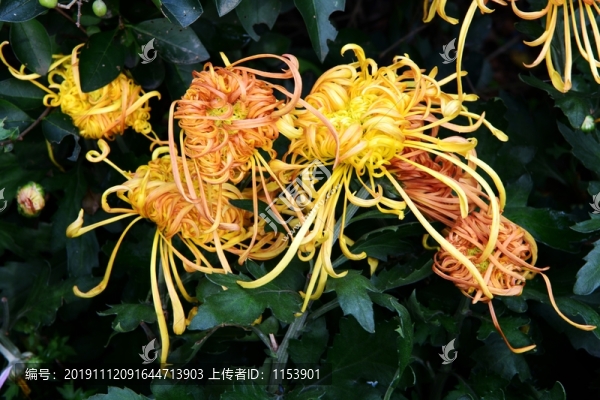 菊花