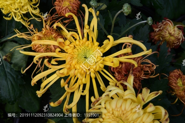 菊花