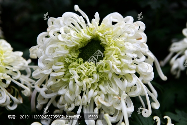 菊花