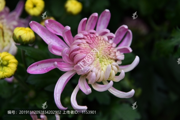 菊花