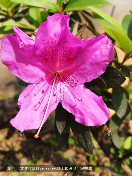 錦繡杜鵑