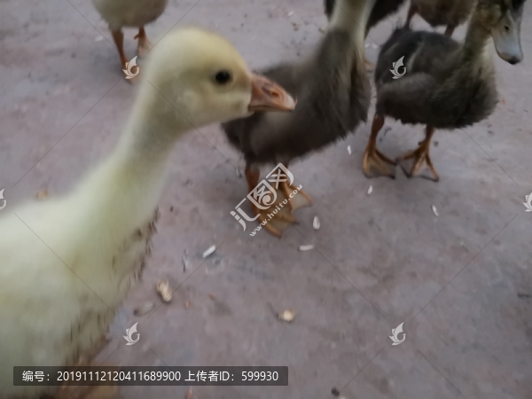 小鴨和小鵝