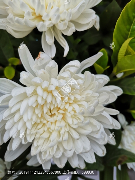 菊花