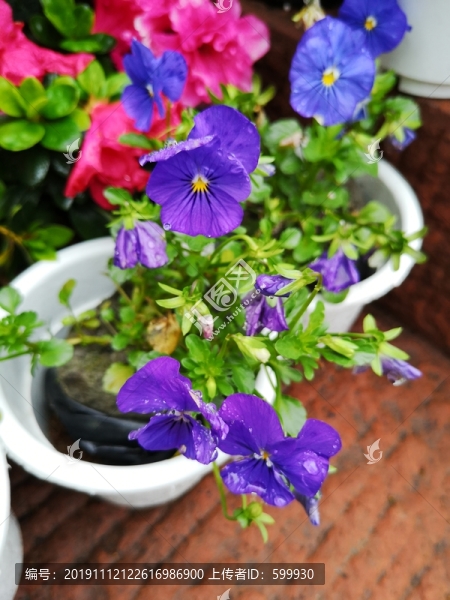 蝴蝶花