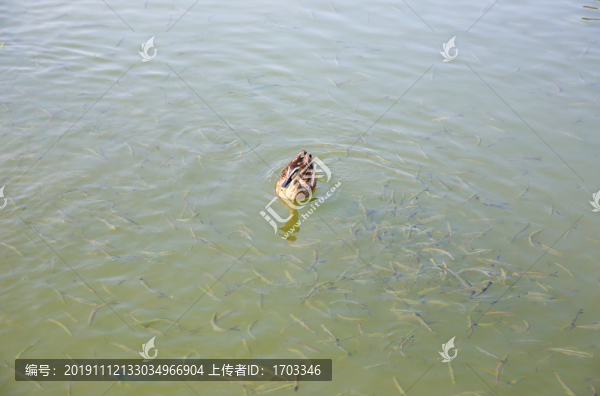 野鴨