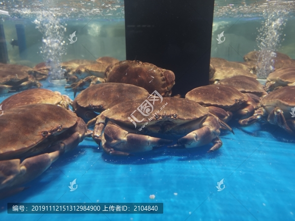面包蟹
