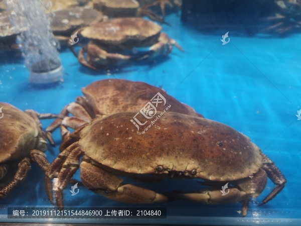 面包蟹
