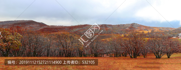 烏蘭布統(tǒng)金色草原大片