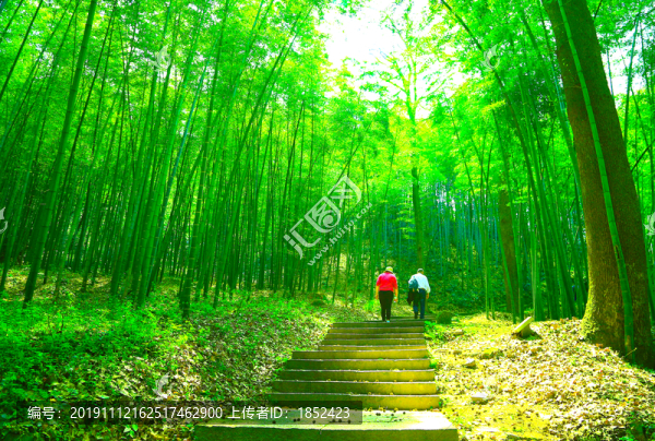 竹林