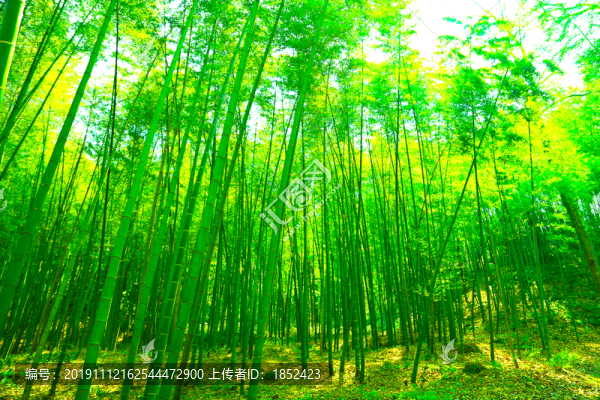 竹林
