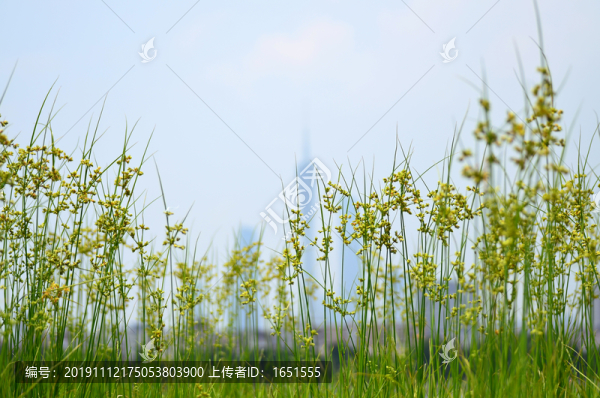 小花小草圖片