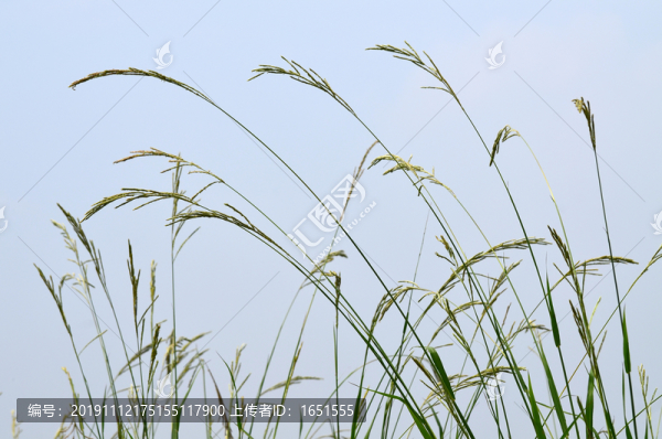 蘆花花卉圖片