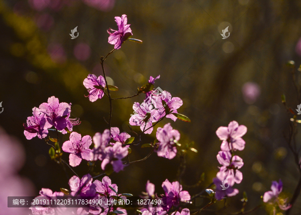 杜鵑花