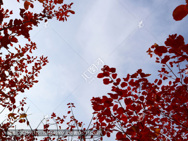 紅葉