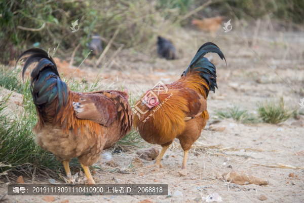 雞