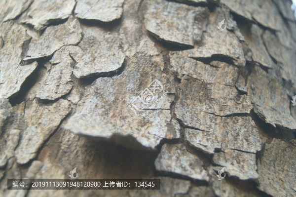 干裂的樹(shù)皮