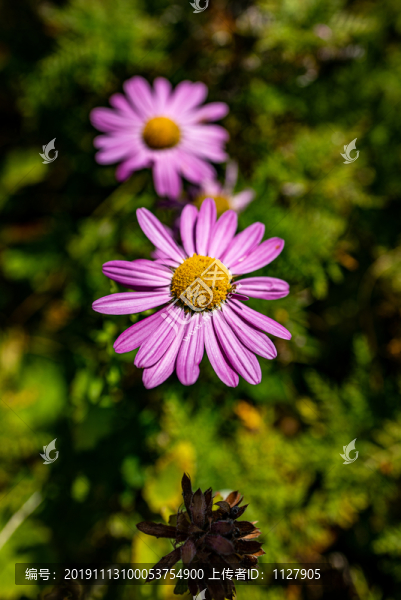 小紅菊