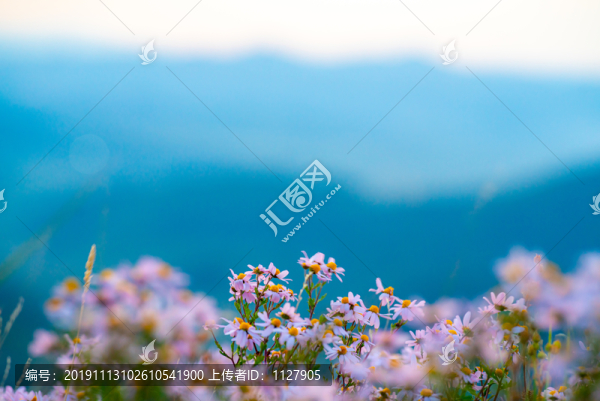 小紅菊