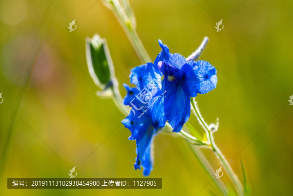 翠雀