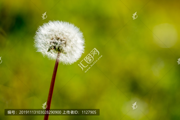 蒲公英
