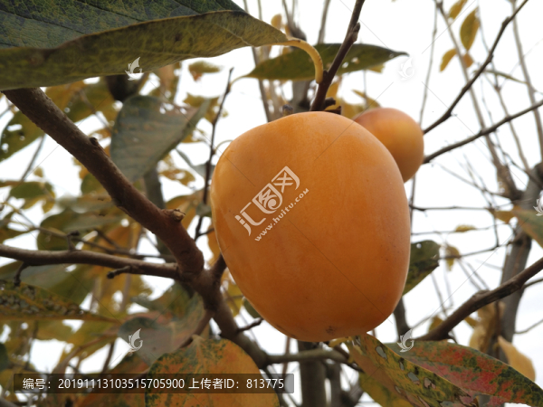 拍攝枝頭熟柿子