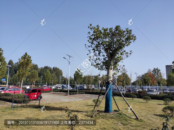 停車(chē)場(chǎng)與大樹(shù)