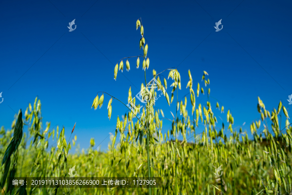 燕麥