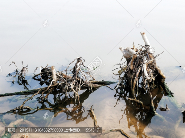 水里的枯樹根