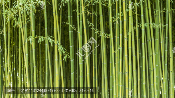 竹林